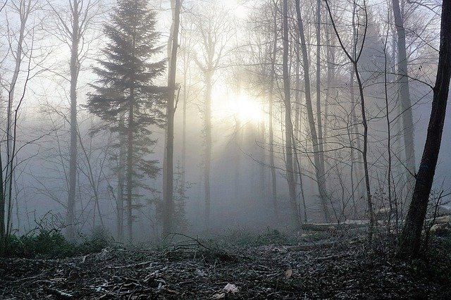 Image d'une forêt dans le brouillard