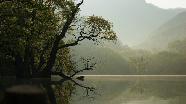 Paysage d'un lac avec des arbres